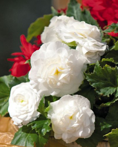BEGONIA GRANDIFLORA WHITE 25 kusov